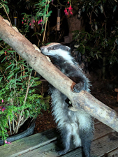 Badger at The Chalet self catering in Salen Ardnamurchan