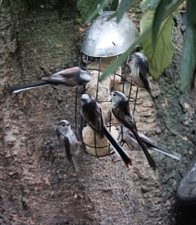 Long Tailed Tits at The Chalet self catering in Salen Ardnamurchan