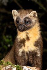 Pinemarten at Hillside Chalet self catering in Salen Ardnamurchan