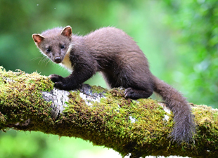 Pinemarten at Hillside Chalet self catering in Salen Ardnamurchan