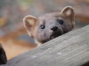 Pinemarten at The Chalet self catering in Salen Ardnamurchan