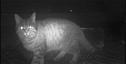 Possible Wildcat at The Chalet self catering in Salen Ardnamurchan